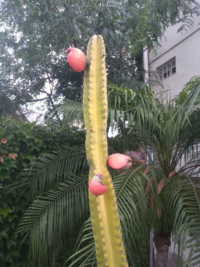 Cactus 22