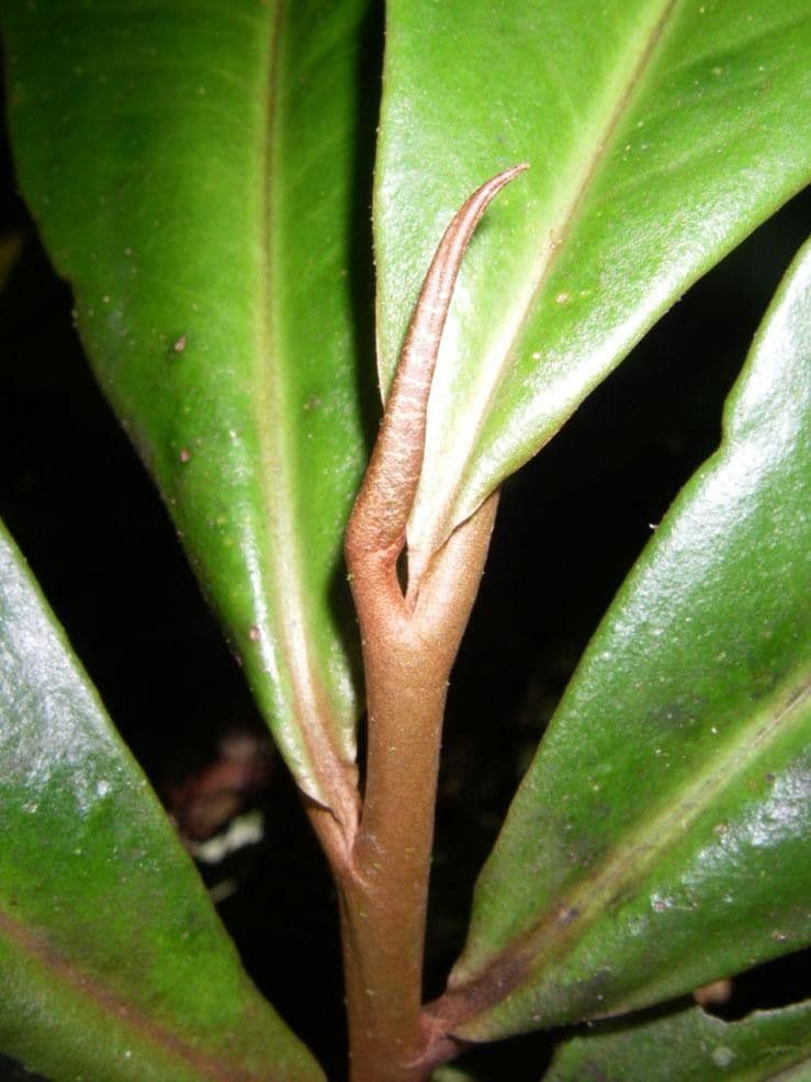 Ardisia 15