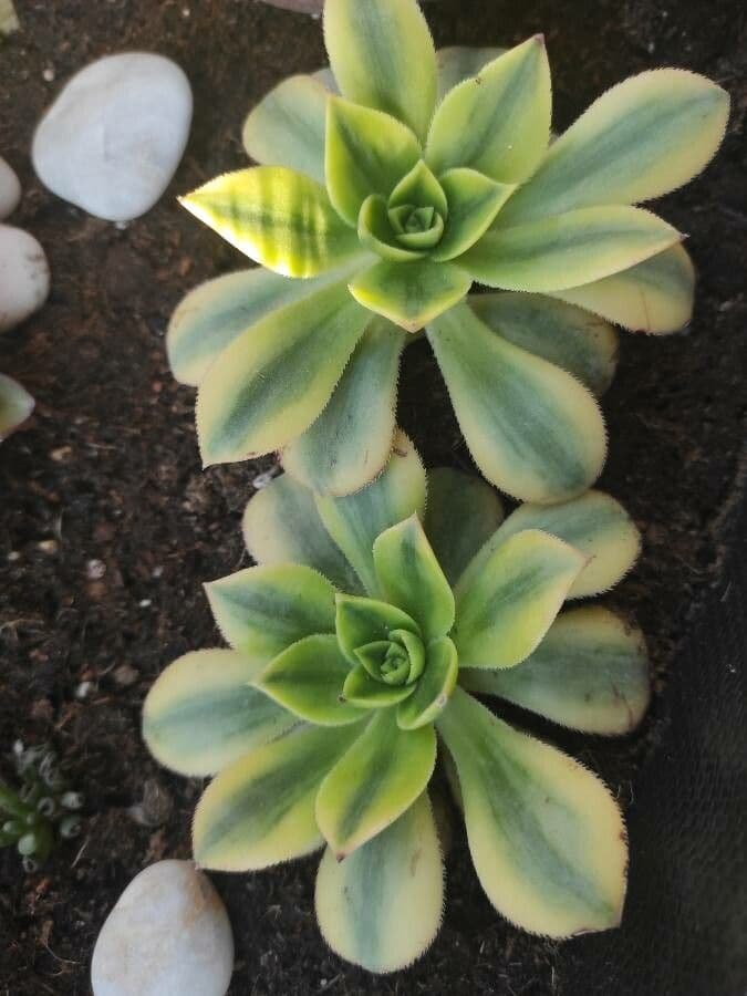 Aeonium decorum 12