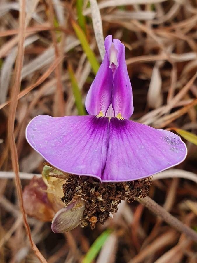 Vigna frutescens 7