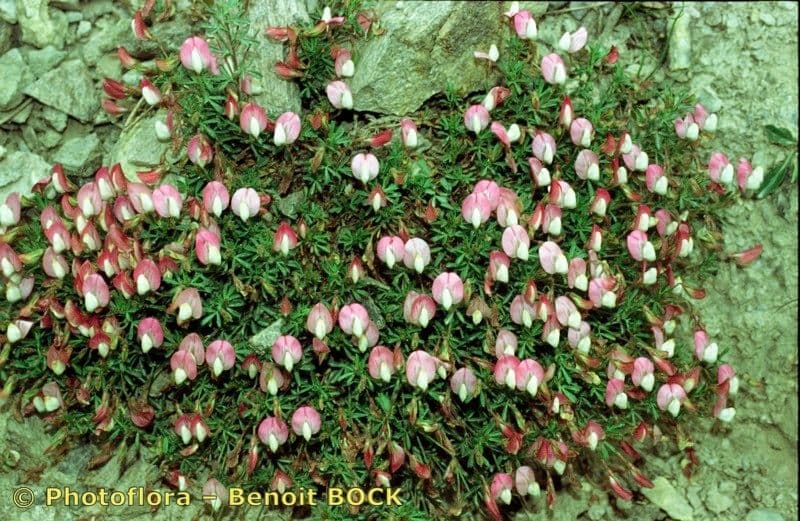 Ononis cristata 21