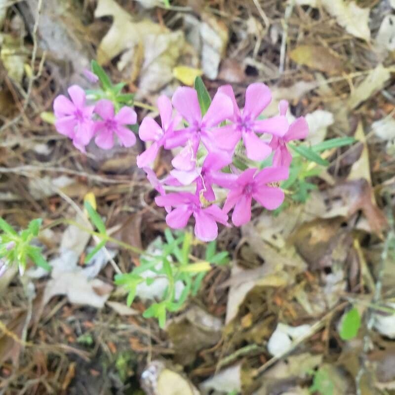 Zottiger Phlox