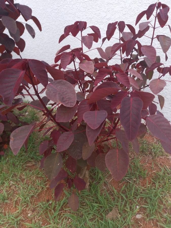 Euphorbe cotinifolia 16