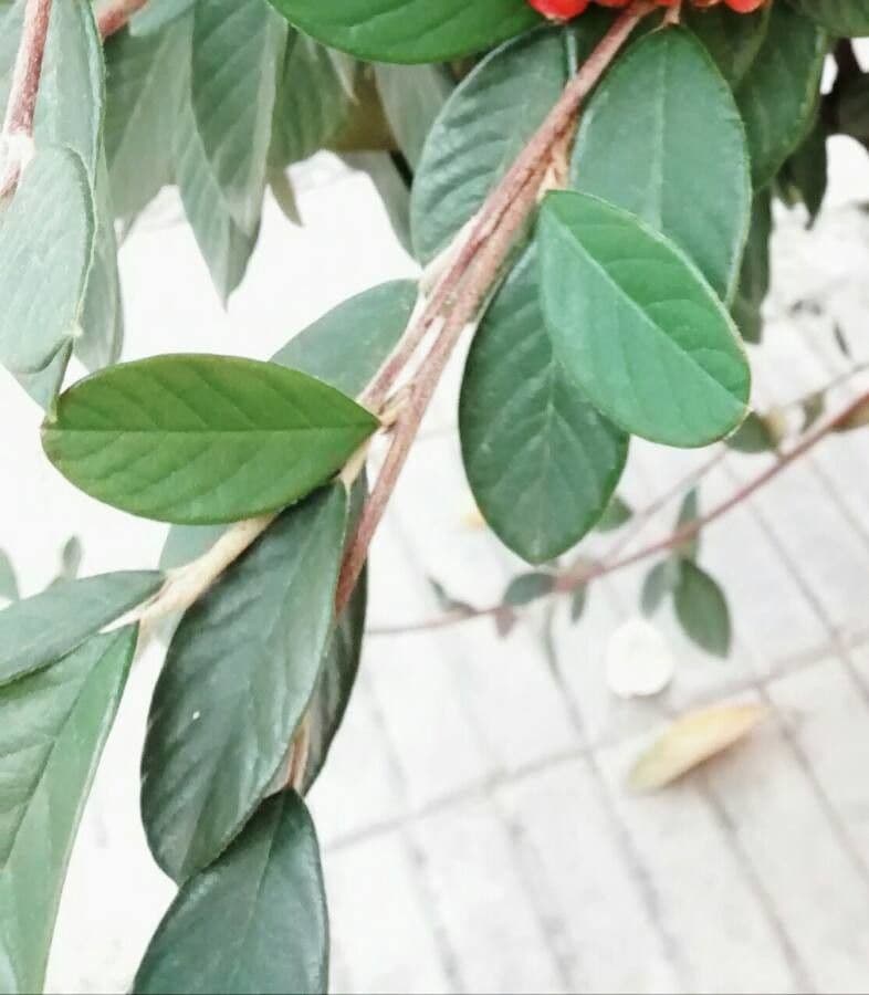 Cotoneaster 16