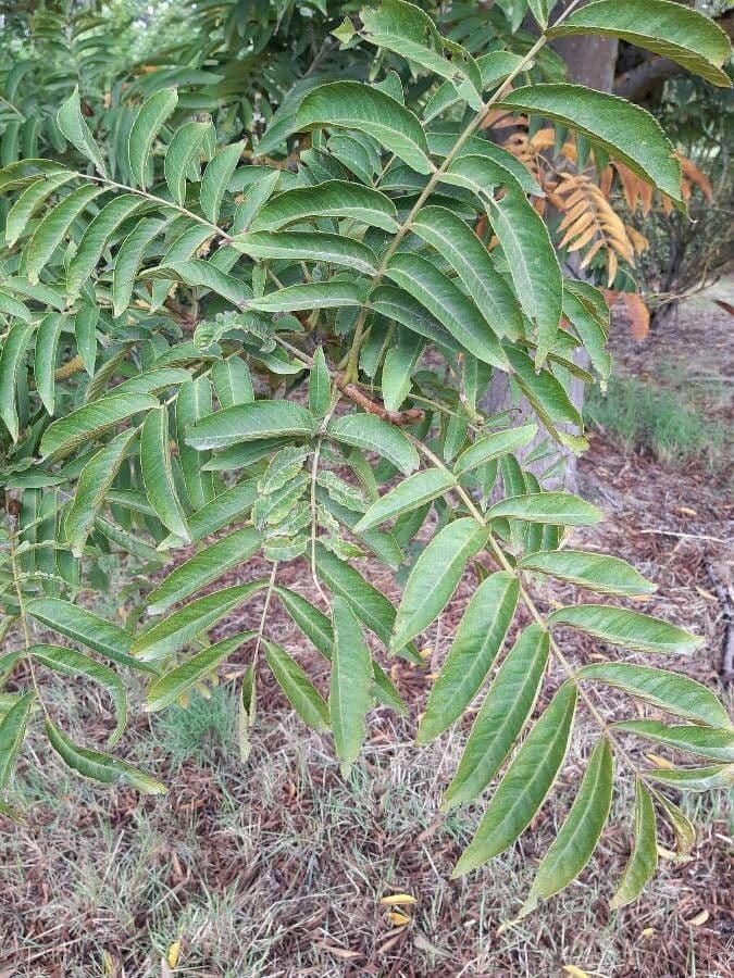 Pterocarya rhoifolia 19