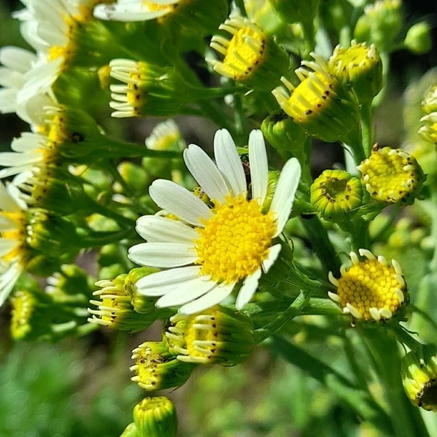Senecio 5
