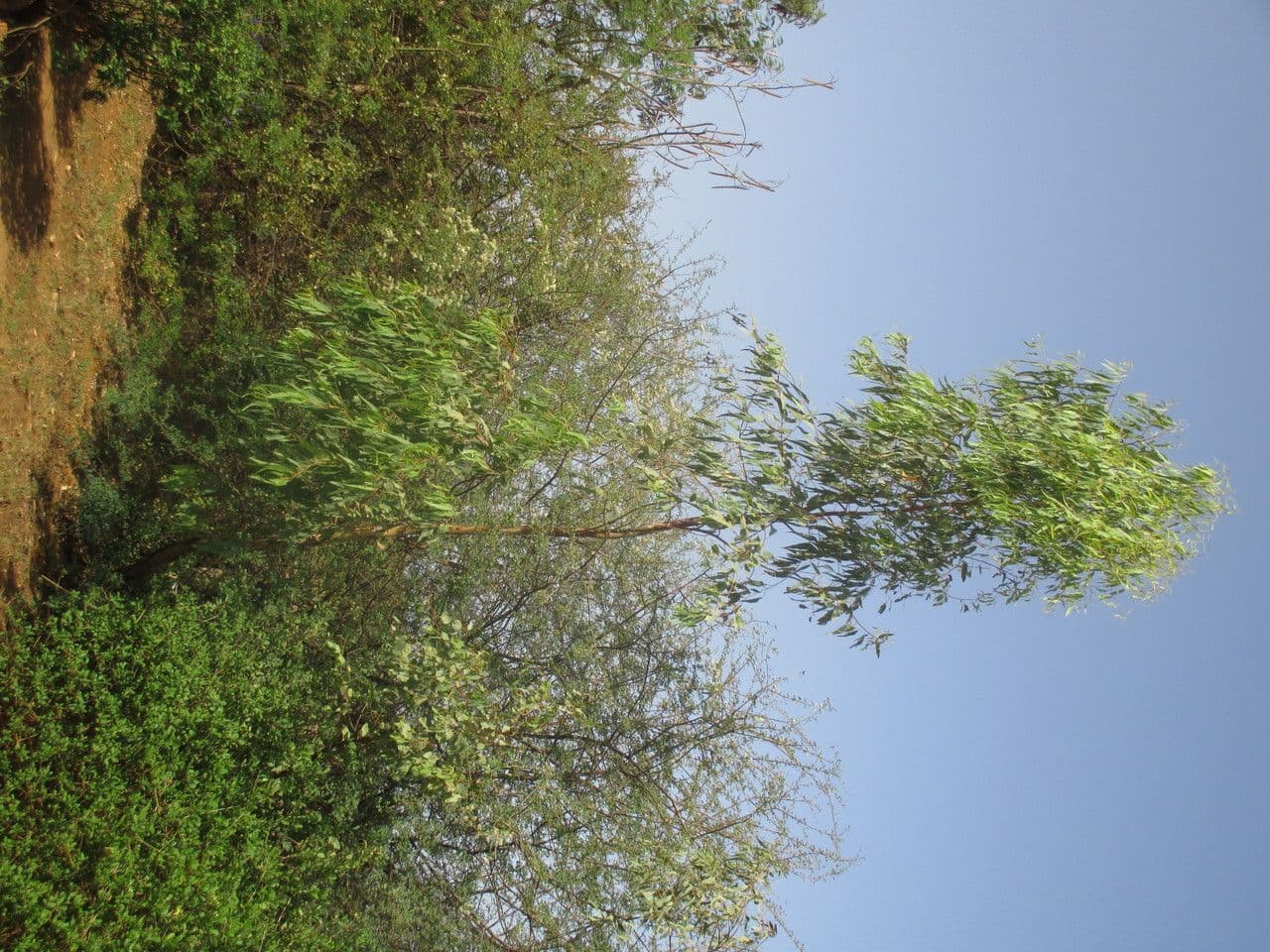 Weißer Eukalyptus