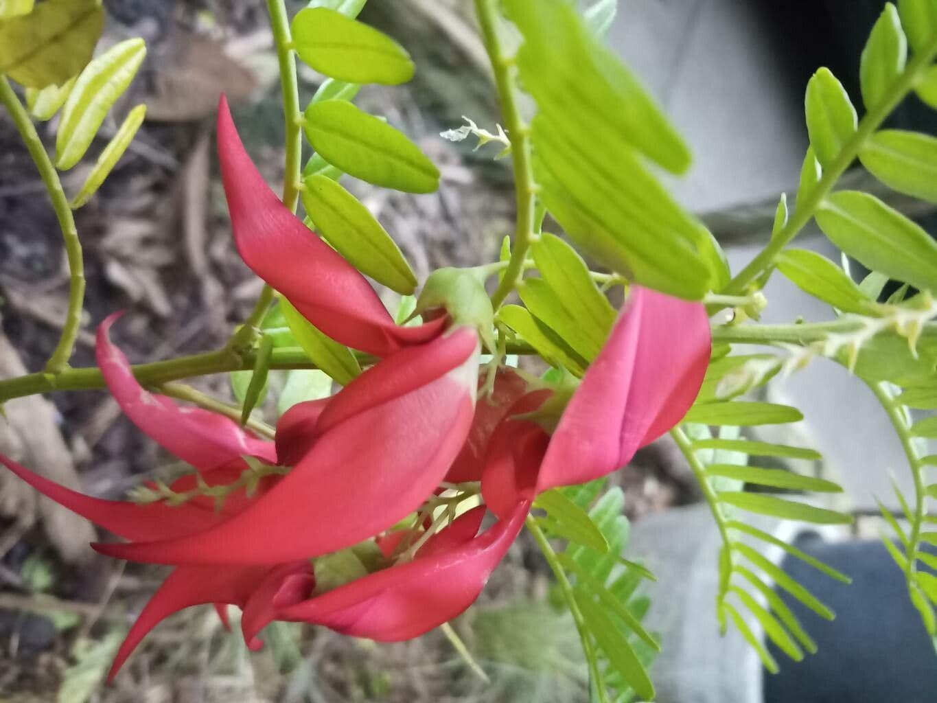 Clianthus 3