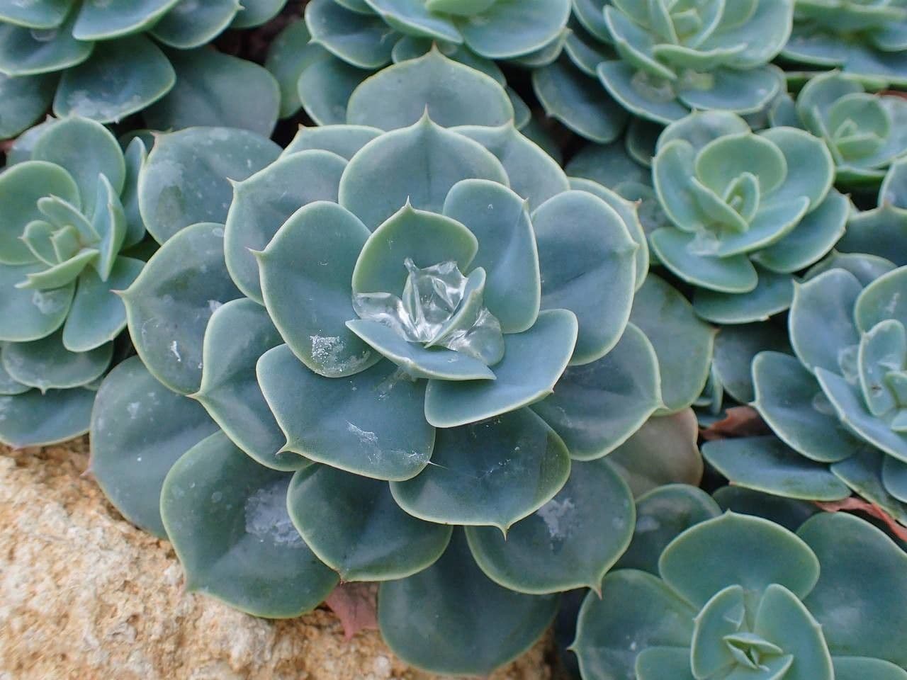 Echeveria secunda 11
