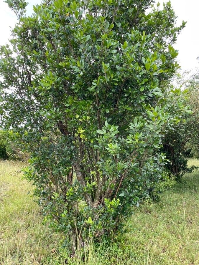 Searsia natalensis 15