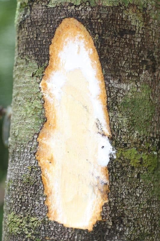 Ambelania acida 10