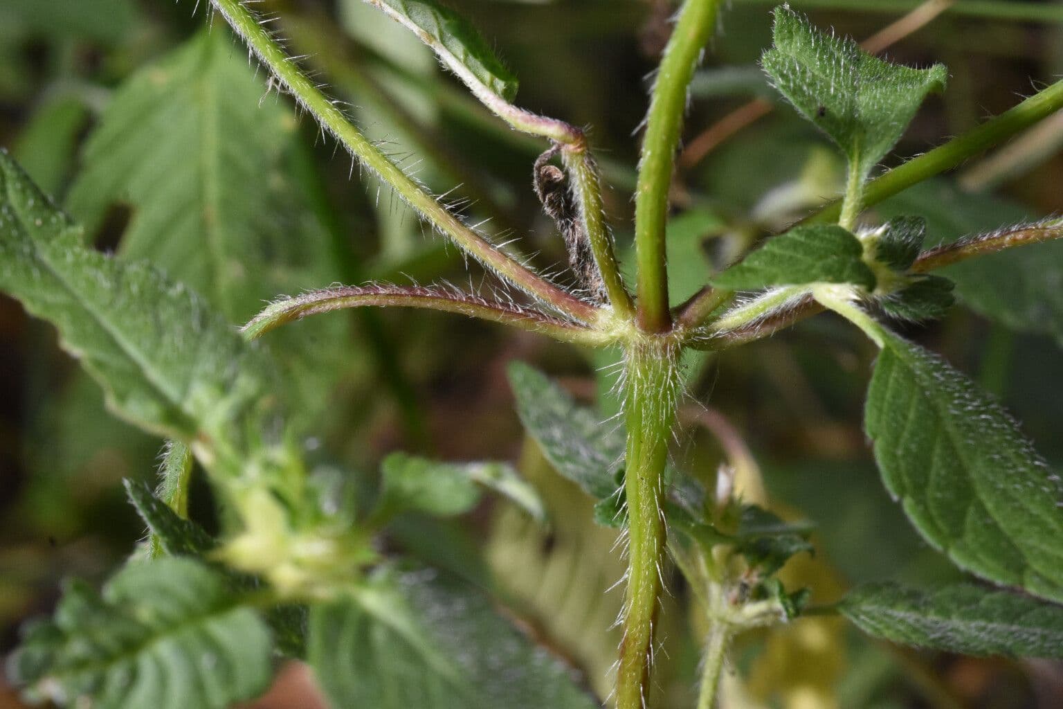 Canapa selvatica pubescente 17