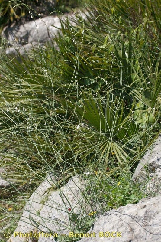 Crambe filiforme 10