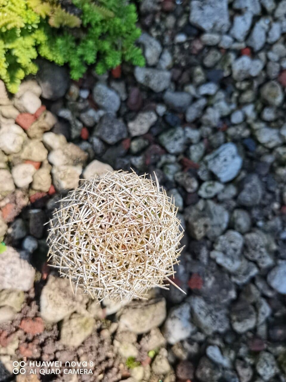 Coryphantha 3