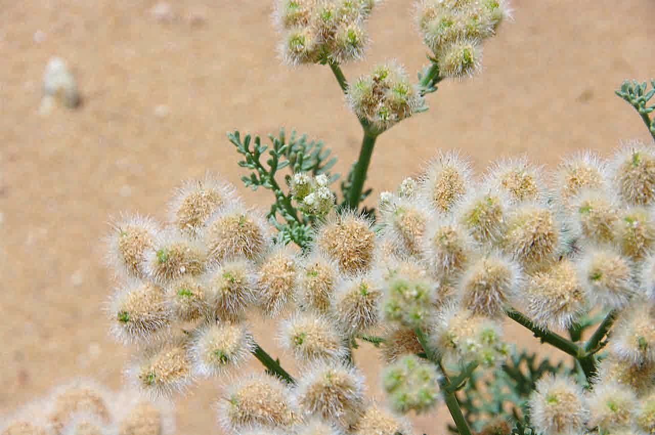 Ammodaucus 9