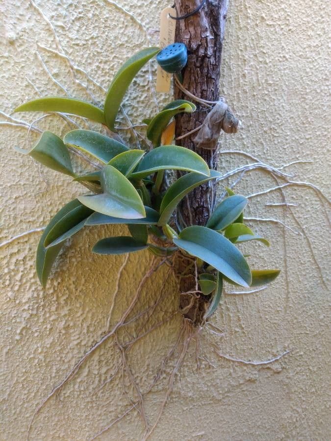 Cattleya 7