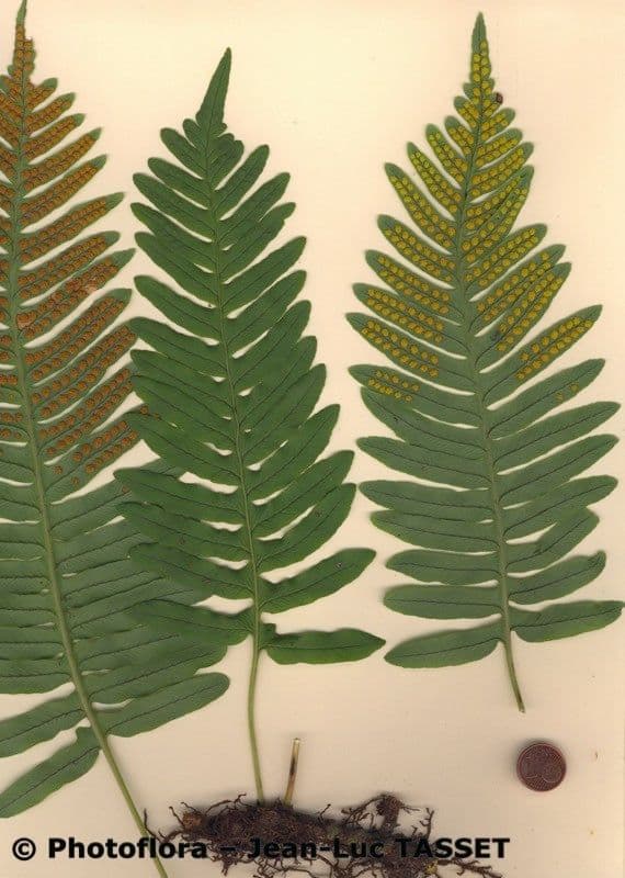 Polypode intermédiaire 22