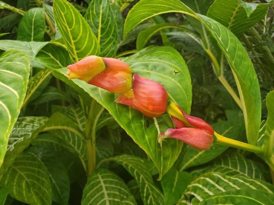 Sanchezia oblonga 3
