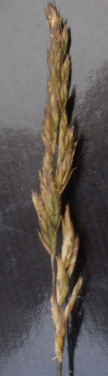 Festuca armoricana 4
