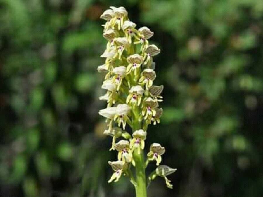 Orchide