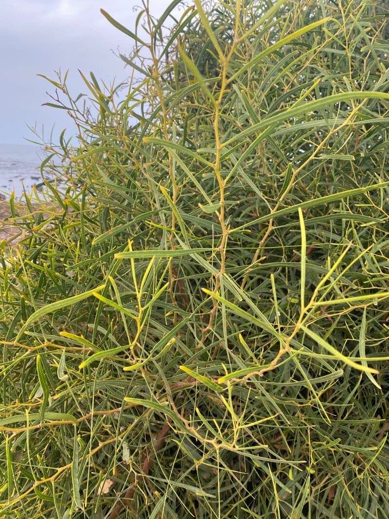 Acacia 2