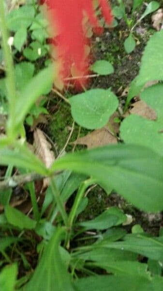 Silene virginica 13