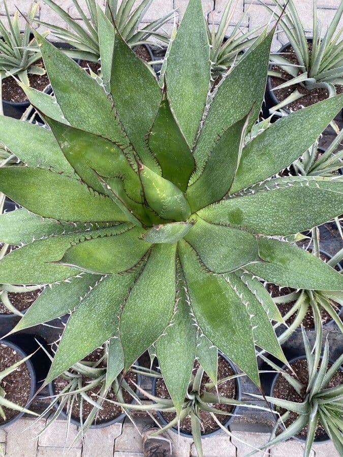 Agave di Shaw 16