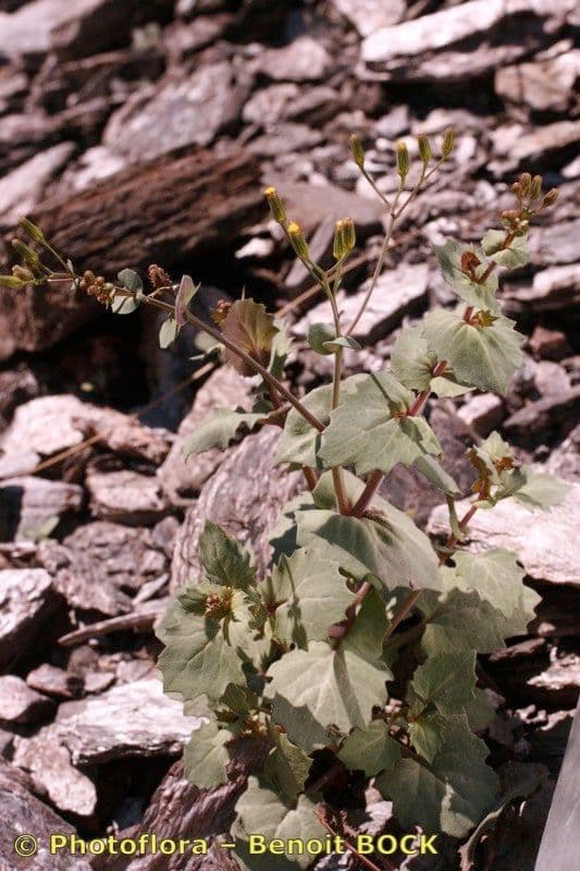 Senecio giallo 6