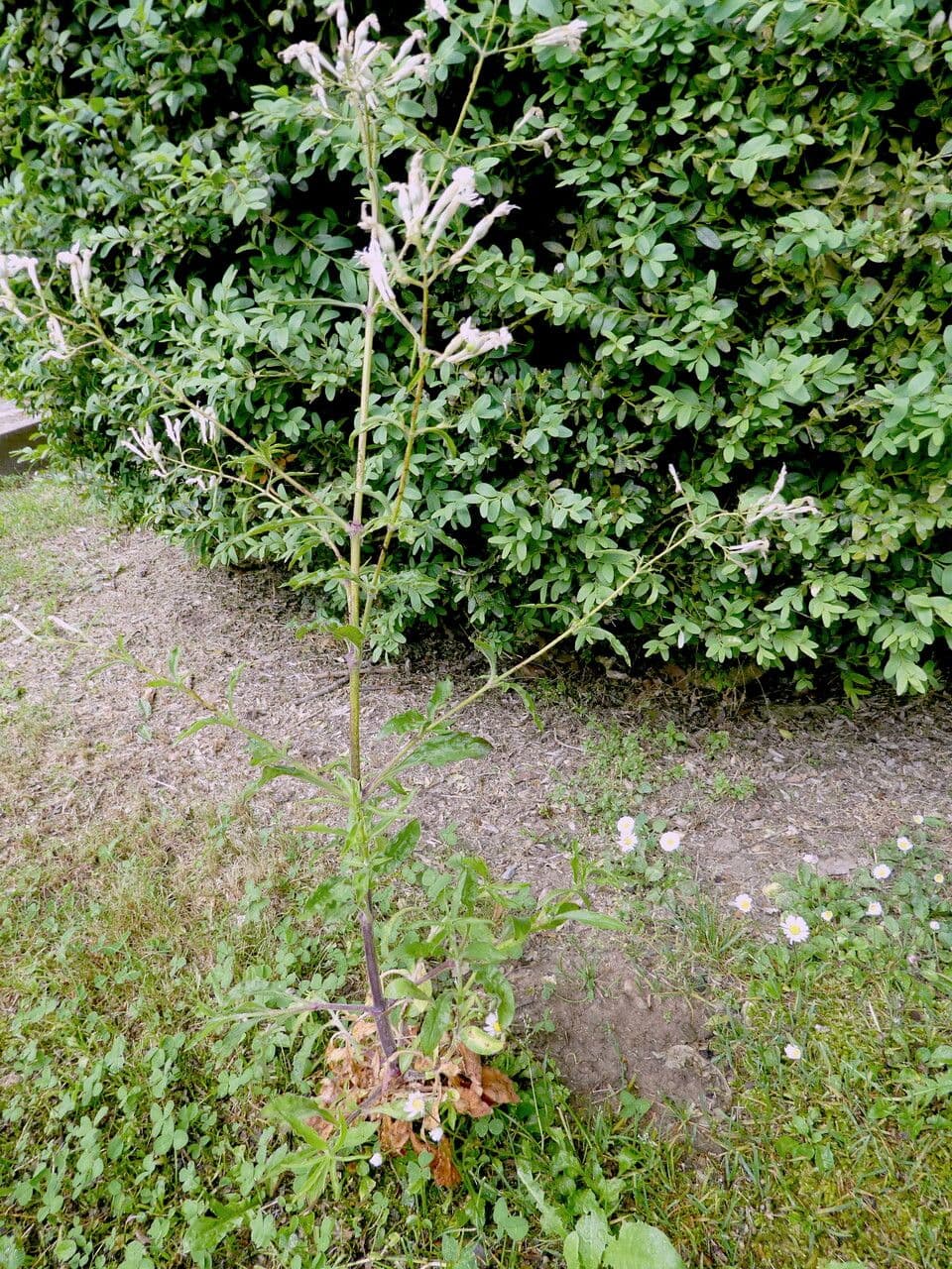 Silene italiana 12