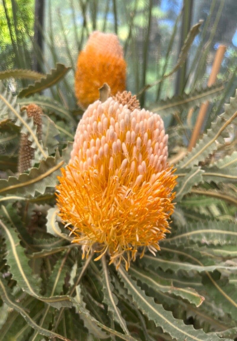 Banksia prionotes 3