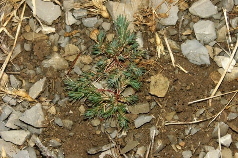 Polycnemum maius 6