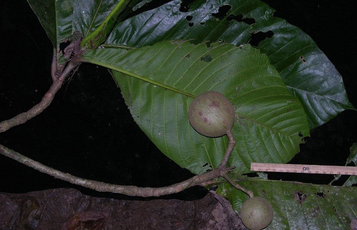 Simira 4
