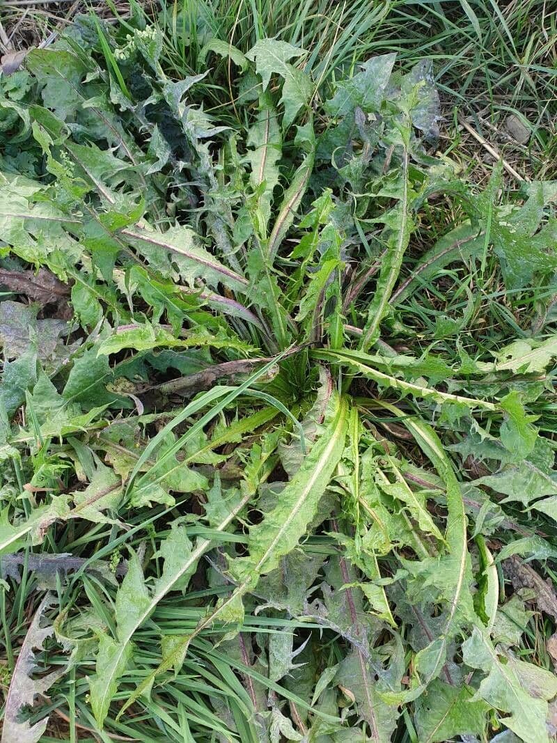 Orange-flowered dandelion 3