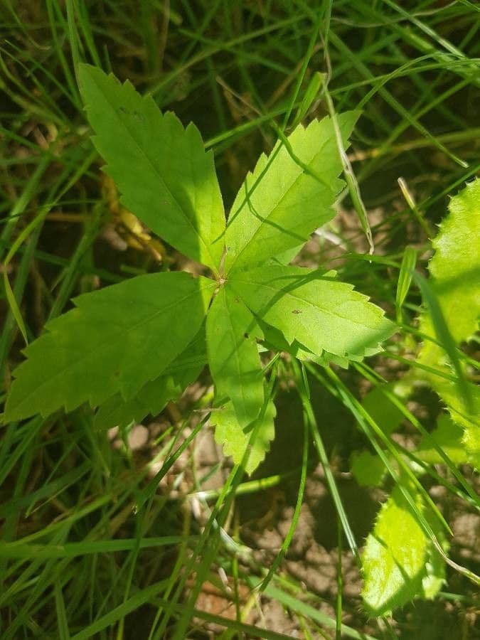 Potentilla simplex 13