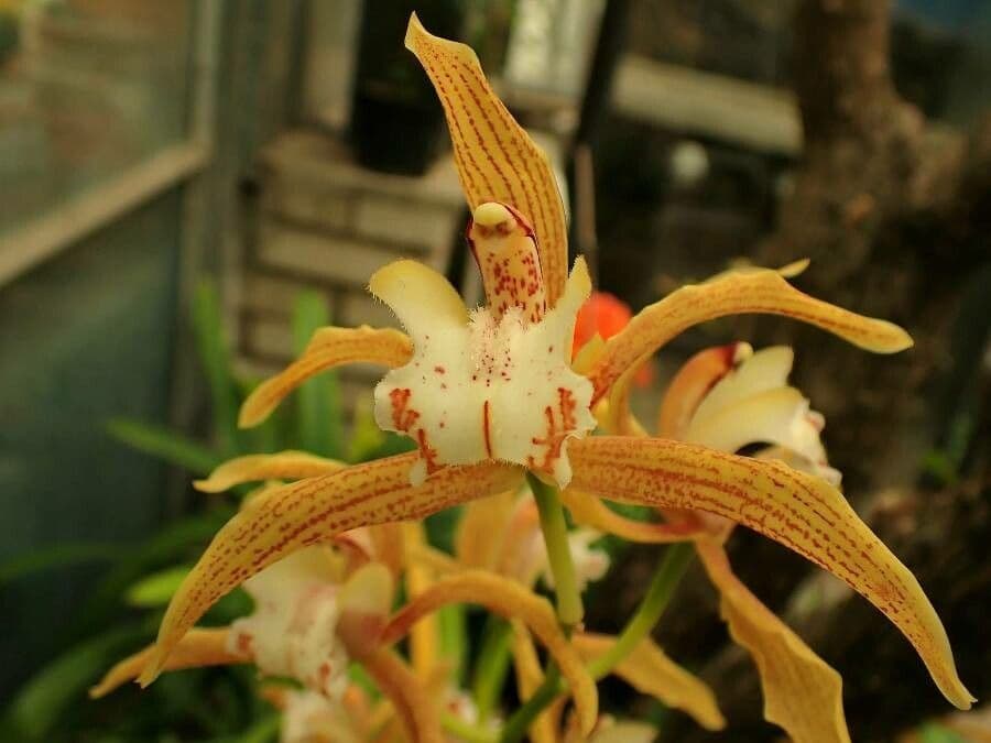 Cymbidium 2