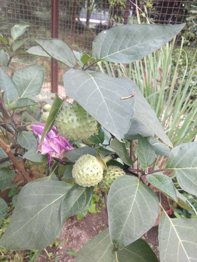Datura metel 27