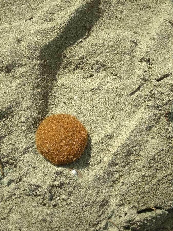 Posidonie mořská 5