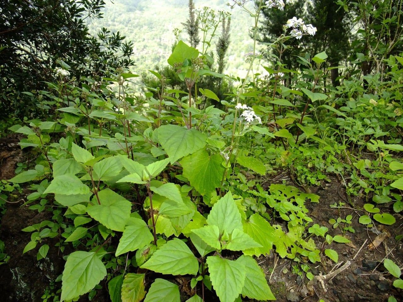 Steetz's Pericallis 9