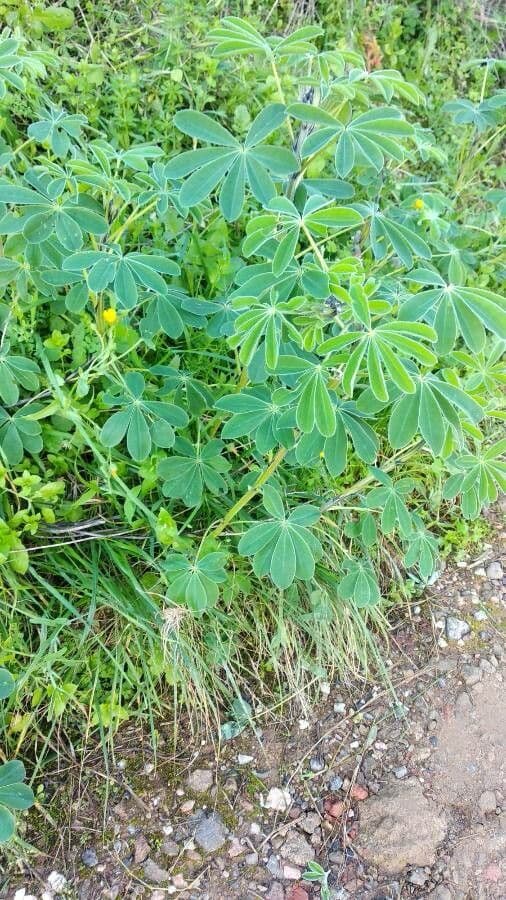Weiße Lupine 14