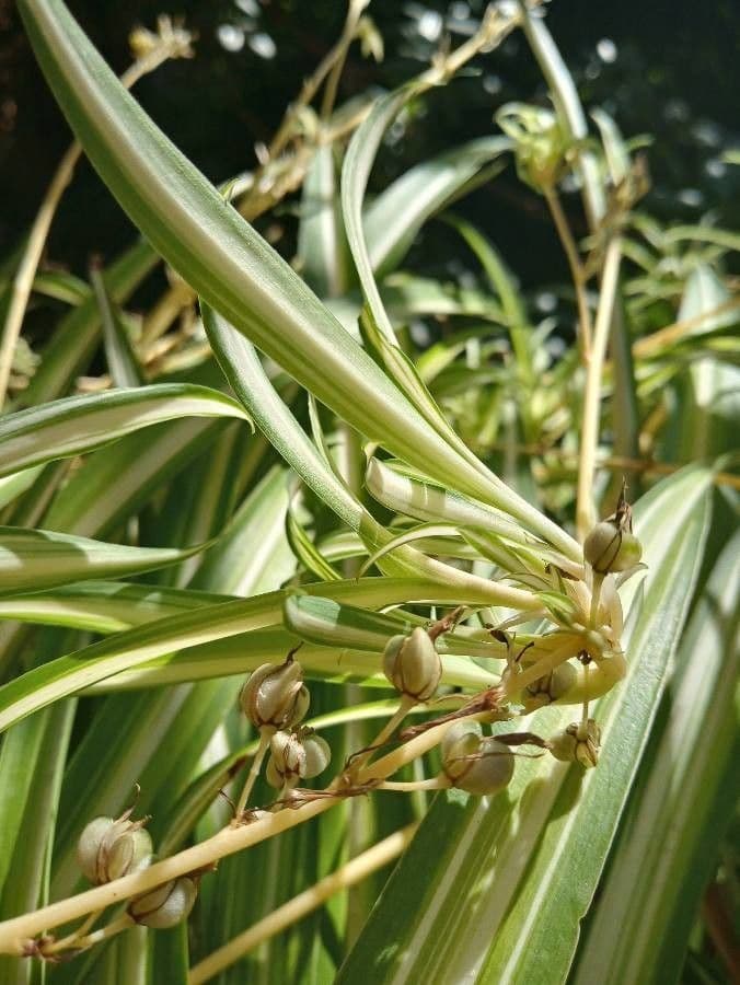 Chlorophytum 2