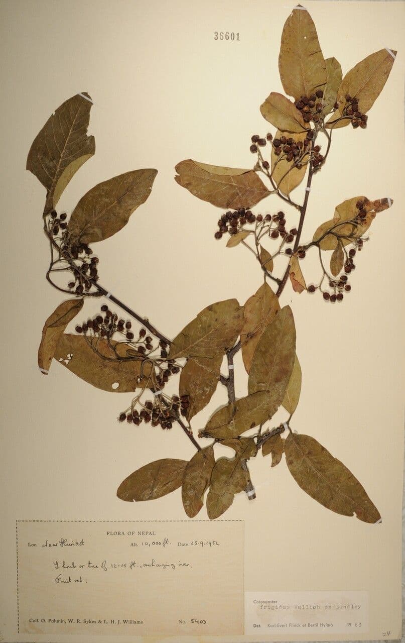 Cotoneaster 28