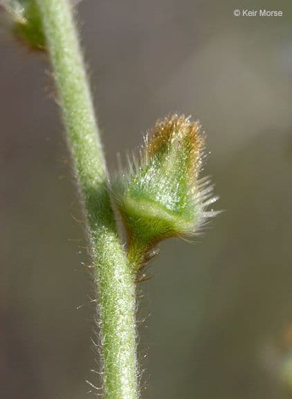 Plagiobothrys nothofulvus 7