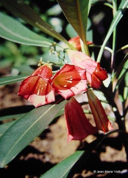 Thiollierea 2