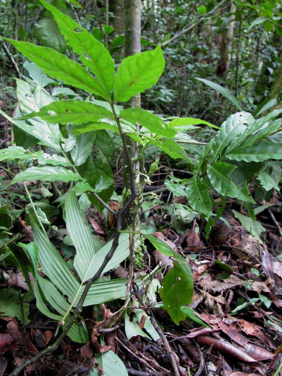 Solanum trizygum 2