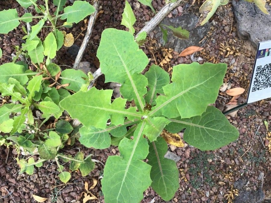 Lechuga 4