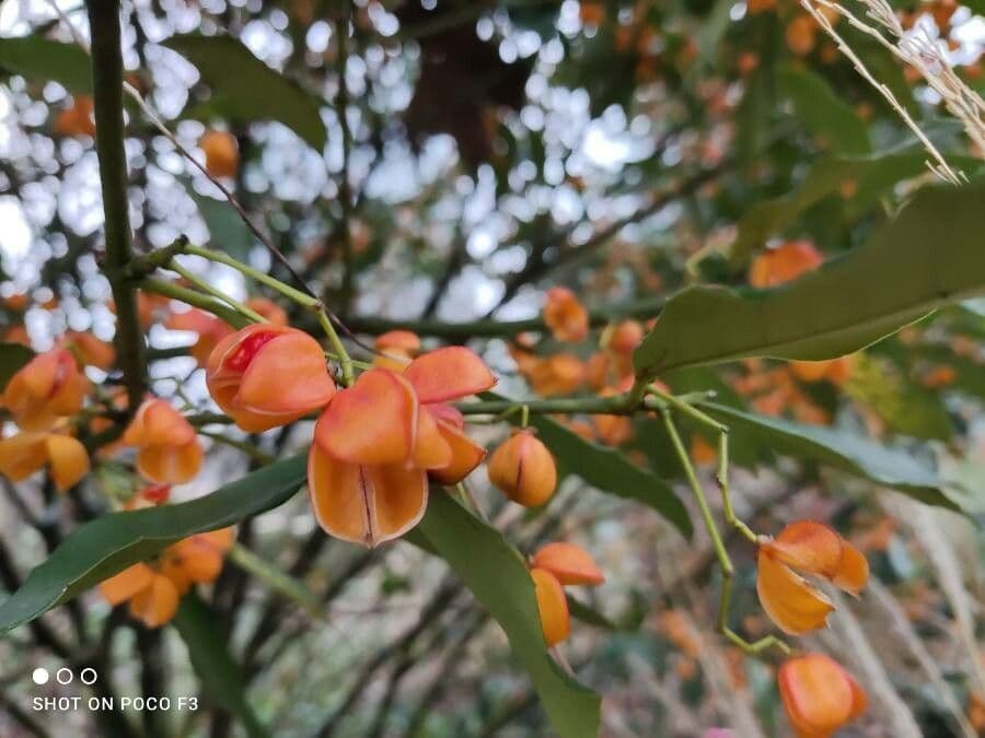Euonymus myrianthus 8