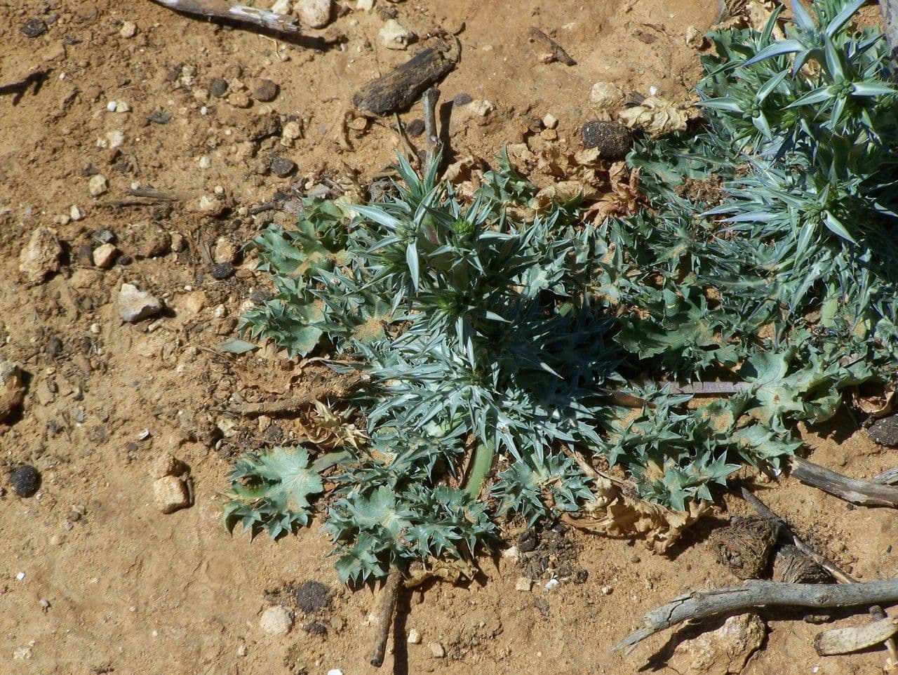 Carcamona 10