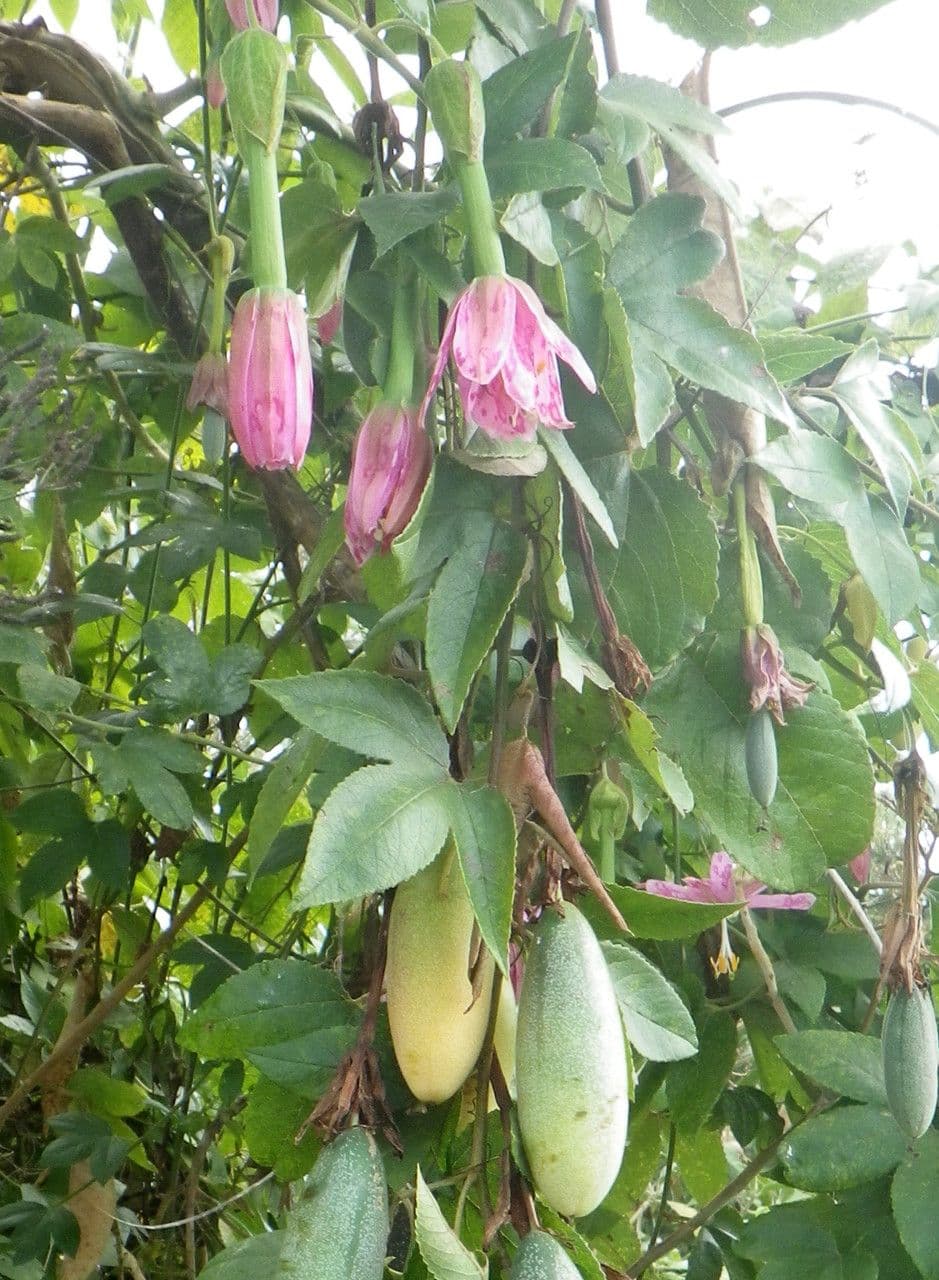 Passiflora tripartita 12