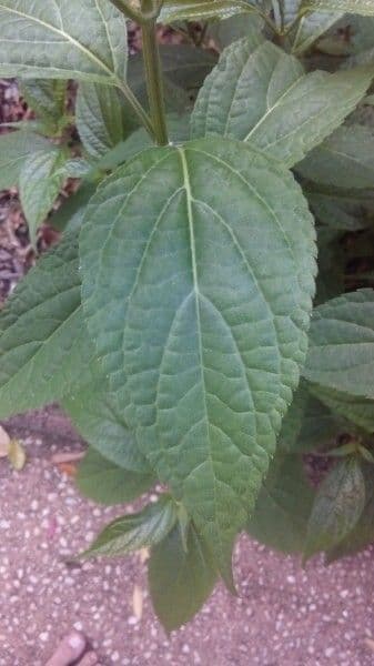 Salvia 12