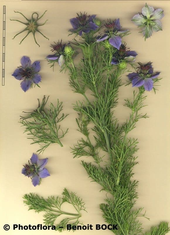Černucha španělská 24